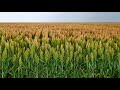 ज्वार की खेती | Jowar ki kheti kaise karen | sorghum farming | A to Z जानकारी