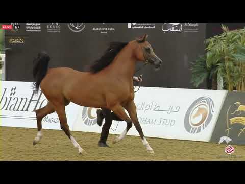 N 409 SHAHIR AL REEH   23rd Qatar National Arabian Horse Show   Stallions 4 6 Years Old Class 12A