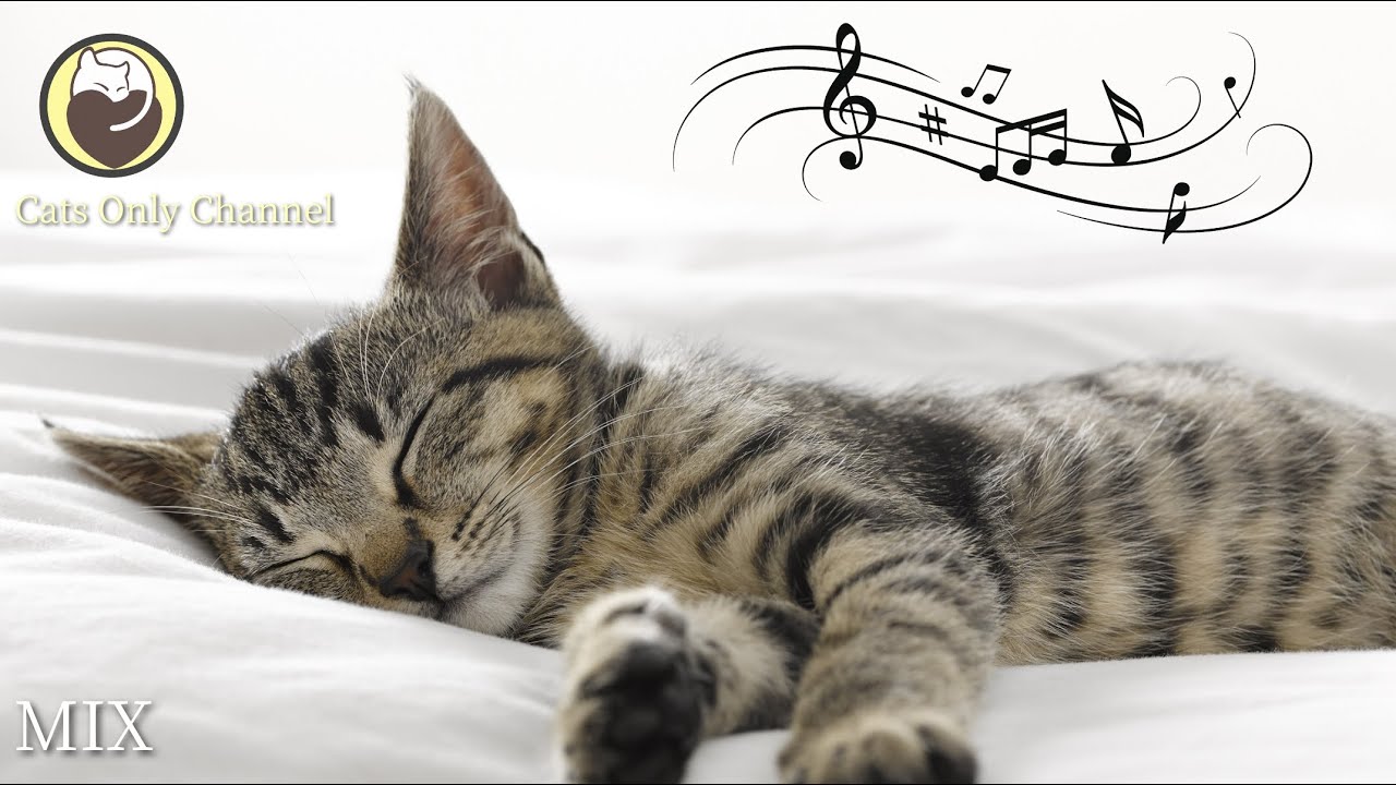 10 Hours of Relaxing Music for Cats - Harp Music to Calm Cats
