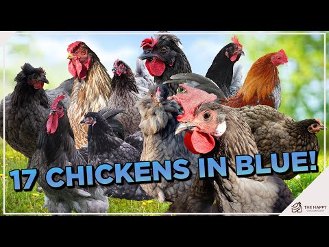 , title : 'You Need These Blue Chicken Breeds In Your Flock!'