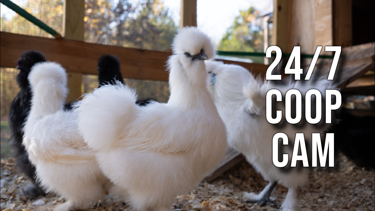 Live webcam view of Cámara en Vivo del Gallinero Silkie