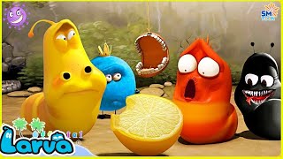 Download lagu LARVA Season 1 Episode 316 ~ 417 | Best Cartoons 2022 | Comics | Hilarious Cartoon Compilation mp3