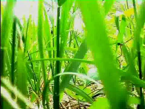 INCONTRI SBAGLIATI by A.Bitossi & F.Bertani