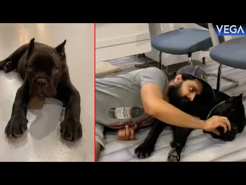 Hero Naga Shourya Playing With His Dog Boo ||  #NagaShourya #DogBoo