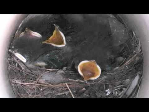 Mockingbird nest in pile of junk