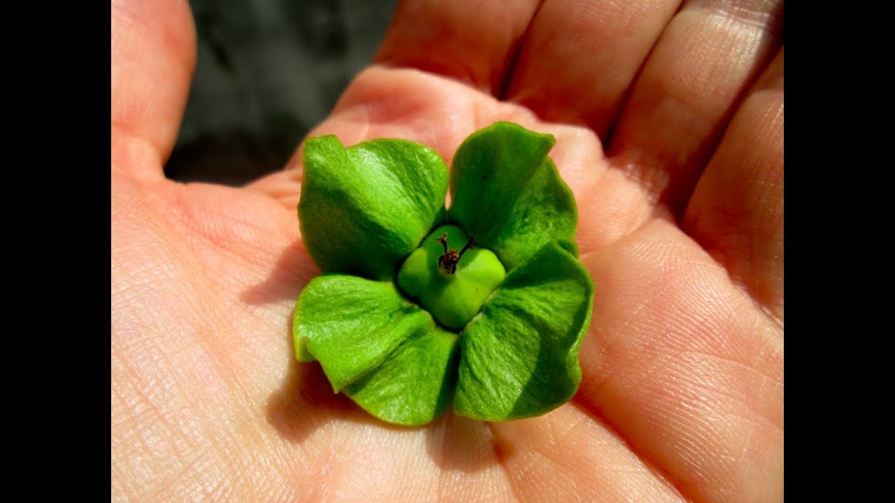 The Nature of Teaching Green