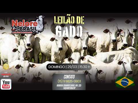 LEILÃO DE GADO - 29/03/2026 - Nelore Brasil Leilões e Eventos -  TAQUARITUBA/SP #agro #aovivo