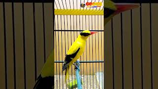 Download lagu Kepodang emas gacor menantang lawan #Shorts mp3