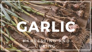 Harvesting and Curing Garlic | EverCrest