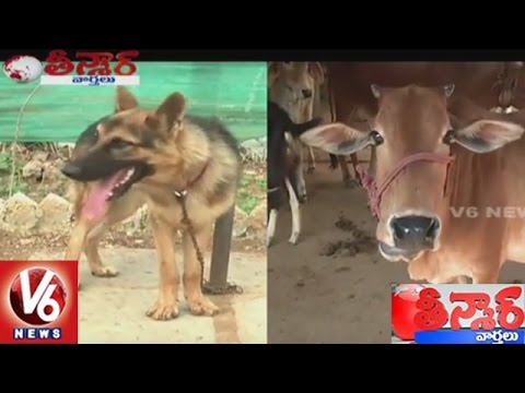 Dog Can Make Sound In 63 Types, Says Researchers | Teenmaar News