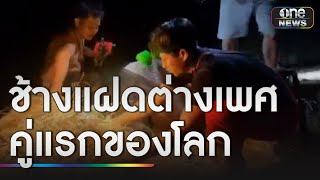 ฮือฮา! ช้างไทยตกลูกแฝดต่างเพศคู่แรกของโลก | ข่าวช่องวันเสาร์อาทิตย์ | สำนักข่าววันนิวส์ ฮือฮา! ช้างไทยตกลูกแฝดต่างเพศคู่แรกของโลก | ข่าวช่องวันเสาร์อาทิตย์ | สำนักข่าววันนิวส์