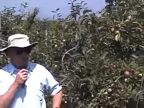 MFGA Summer Meeting-Greene apple thinning