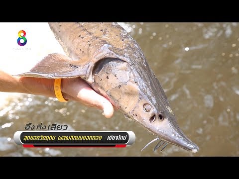 คลิกเพื่อดูคลิปวิดีโอ