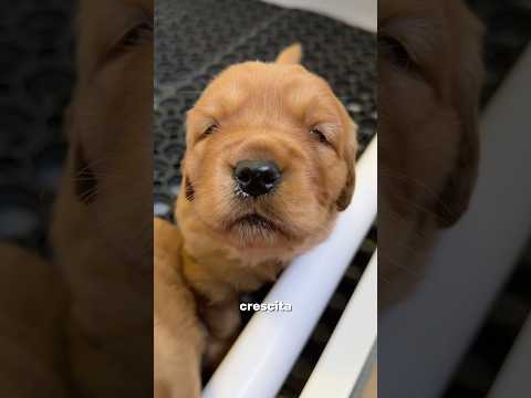 Sono iniziati i tentativi di fuga