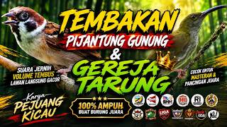 Download lagu Tembakan Pijantung Gunung & Gereja Tarung mp3