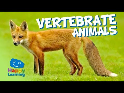 : Vertebrate Characteristics - Biology LibreTexts : Vertebrate Characteristics - Biology LibreTexts