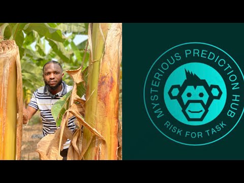 Mysterious Monkey predicts today’s Football Matches with Accuracy.