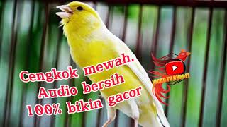 Download lagu Ini baru masteran kenari cengkok mewah, durasi panjang bikin kenari bahan dan paud cepat gacor. mp3 Download lagu Ini baru masteran kenari cengkok mewah, durasi panjang bikin kenari bahan dan paud cepat gacor. mp3