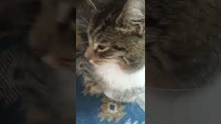 Download lagu Kotek ❤️😸#music #funny #puppy # mp3