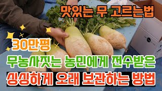 무보관법 맛있는 무고르는법 7개월 이상 싱싱하고 아삭하게 김장무 저장하는 방법