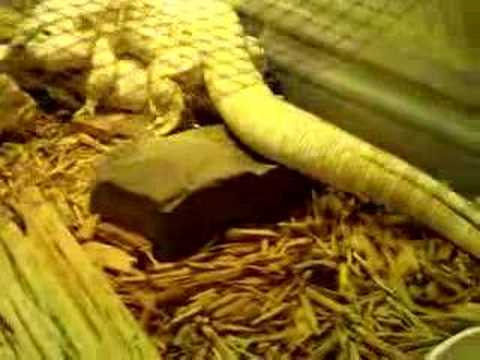 YouTube Video qRNQeore6ig