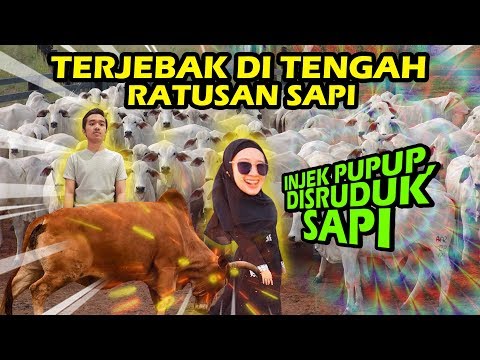 BELI SAPI Qurban Meira Nginjek PUP SAPI dan di SERUDUK!!! 😂😂