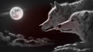 Run with the wolf- Rainbow