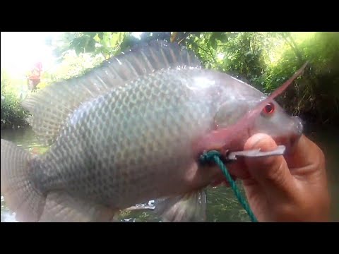 SE01EP047 - TABI TABI PO BAKA MANUNO - TILAPYANG PLA-PLA (Catch & Cook)