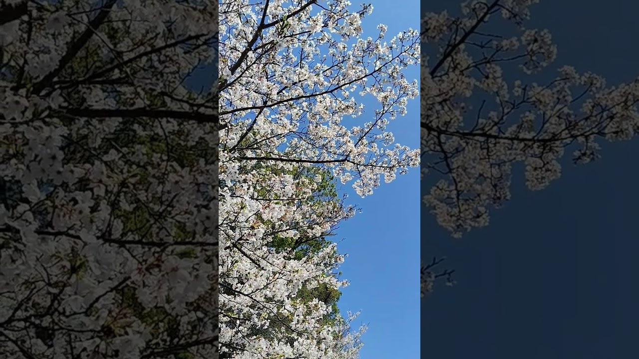 春はやっぱり桜だなぁ #桜満開