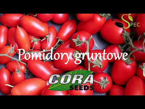, title : 'Pomidory gruntowe❗ 🍅🍅🍅 CORA SEEDS❗ 🔥'