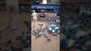 Download lagu Rock Pigeon | Bird lover | Humanity | Paldi | Ahmedabad | Malare Mounama mp3 Download lagu Rock Pigeon | Bird lover | Humanity | Paldi | Ahmedabad | Malare Mounama mp3
