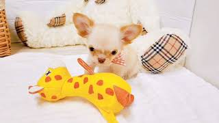 チワワ(ロング)の動画01