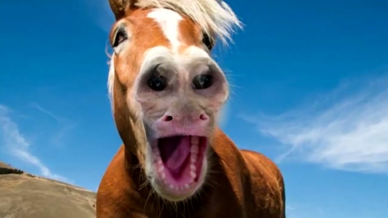 Only Babies Can Hear This Sound..