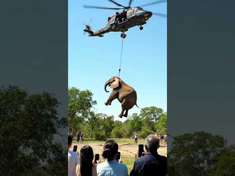 Helicopter Lifts a GIANT Elephant! 🐘🚁  Shocking Jungle Rescue 😱 #ytshorts #usashorts #animals #reels