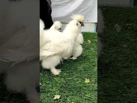 , title : 'The Best Chicken Breed 🐔🐓 | Silkie Chickens - Habeş Tavukları'