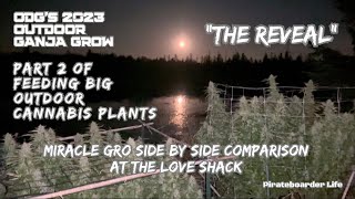 ODG’s 2023 OGG “The Reveal” Part 2 of Feeding Big Outdoor Cannabis…Side by Side at the Love Shack