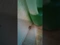 RAID House And Garden Review