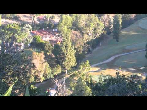 Big Canary Island pine going down