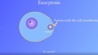 Exocytosis Animation (with a real Paramecium!)