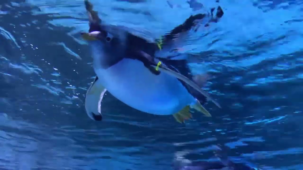 Experience the visual spectacle at VinKE & Vinpearl Aquarium, Times City!