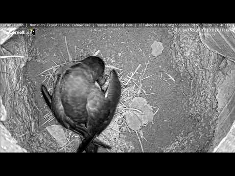 Cahow chick 2 makes its on cam debut from Nonsuch Island on 3/8/20