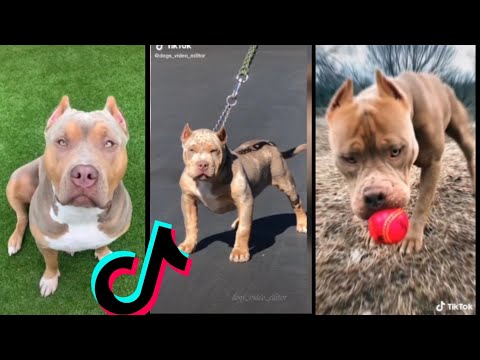 Pitbul complications!