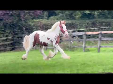Horse - Image 2
