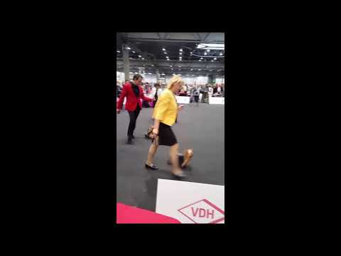 WDS 2017, Leipzig, dogs, open class.