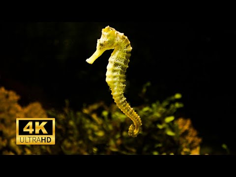 Sea Horse 4k Incredible Amazing Sea Horses in Sea