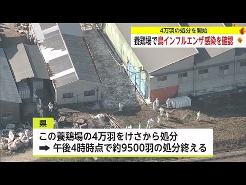 腹部の足の羽を失ったニワトリは動かなくなりました