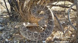 Western Diamondback Rattlesnake wakes up suddenly!