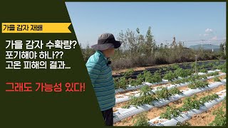 여름 고온을 이겨낸 감자!!! 가을 감자 작황은 다른 만족하시나요???