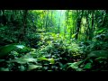 Rainforest (Smooth Jazz Version) - Paul Hardcastle [HD]