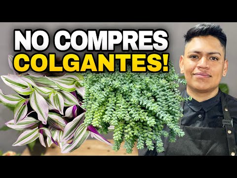 Cómo convertir cualquier planta en colgante | Tradescantia y Sedum paso a paso